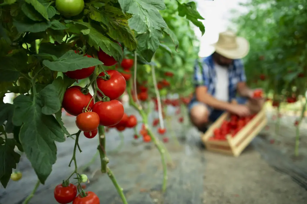 Tomatoes - 8 superfoods you must include in your diet today!